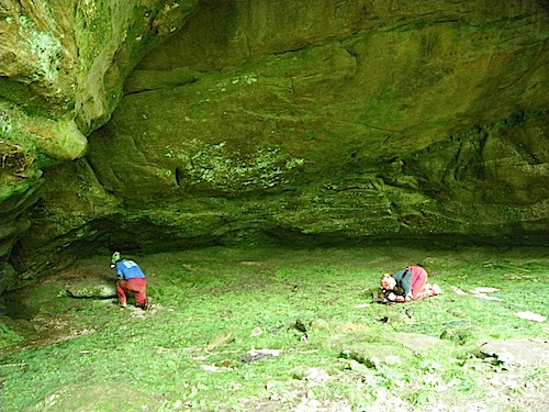 Moss covering the entrance zone of a cave.