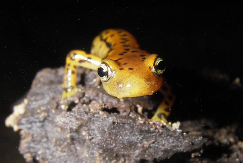 Cave Salamander.