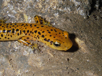 There are salamanders.